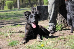 Koda