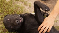 Negro