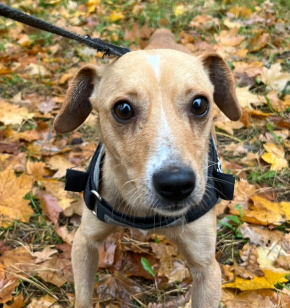Kajko