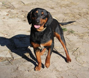 Cezar
