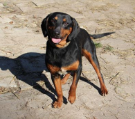 Cezar