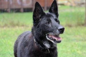 Kobi