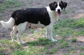 Spinka