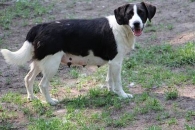 Spinka