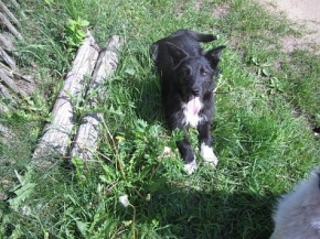 Bibi