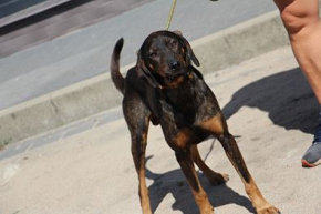 Ares