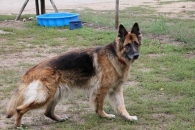 Kora