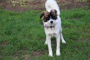 Lola