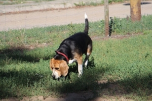 Tixi