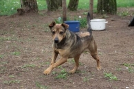 Borys