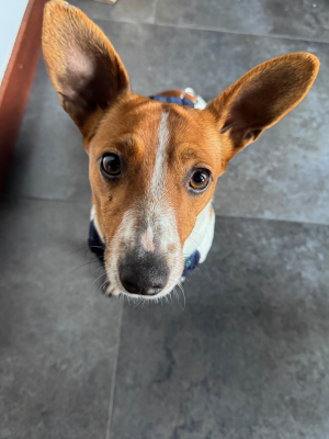 COCO - piesek