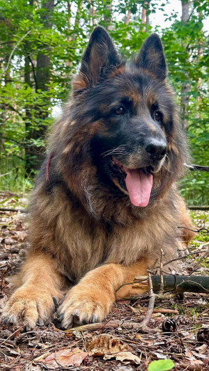SZIRA 