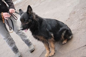Klara