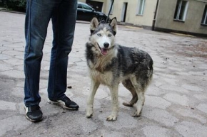 Szira