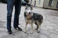 Szira