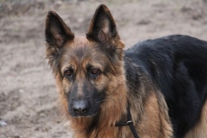 Tesia