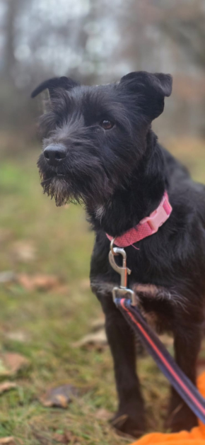 lila