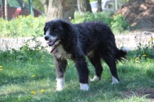 Dubel