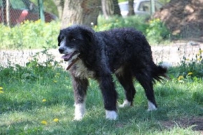 Dubel
