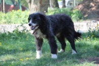 Dubel