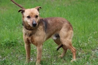 Scooby
