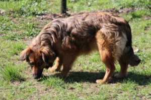 Romka