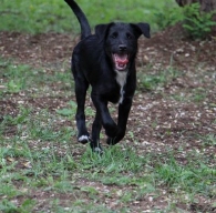 Piorun