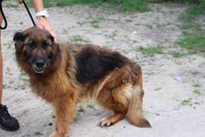 Szila