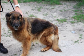 Szila