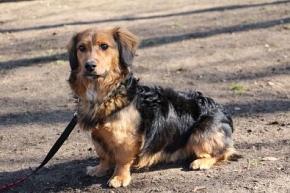 Hugo