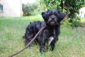 Fozzie