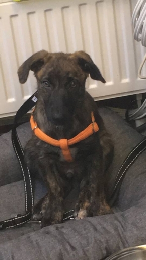Bela