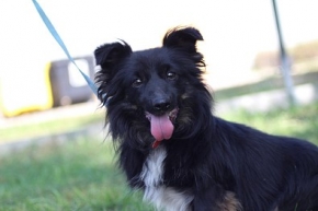 Sid