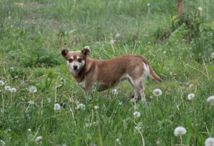 Zofija