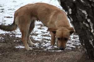 Łyska