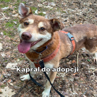 kapral szuka po prostu domu, nic więcej