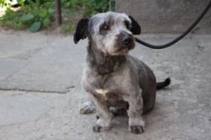 Roki
