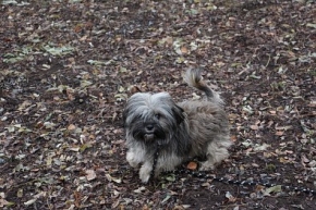 Karol