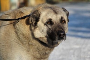 Dingo