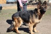 Kiara