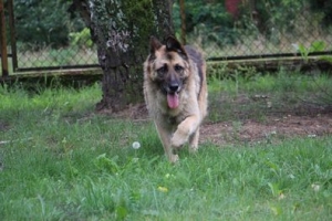 Gaja