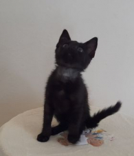 Salem