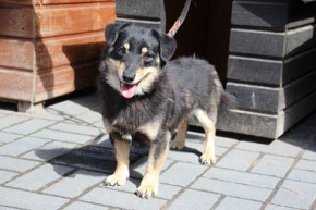 Tojtek