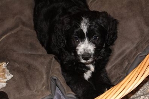Banjo