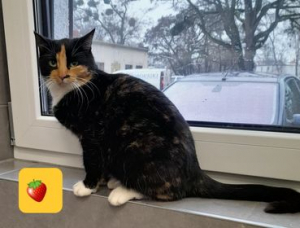 Truskawka
