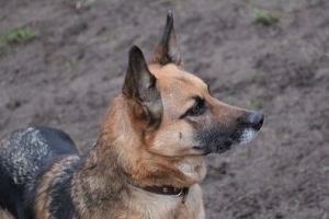 Gerda