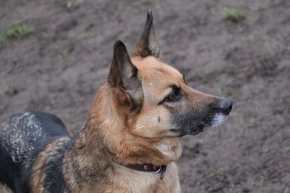 Gerda