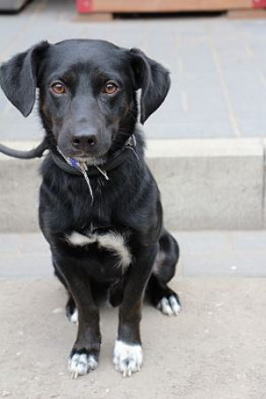 Zorro