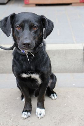 Zorro