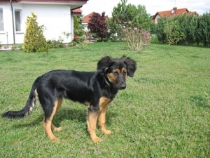 Dora